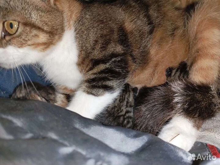 Выгнали беременную кошку