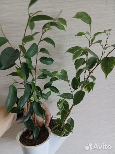 Бегония Кейн, пеперомия, фикус