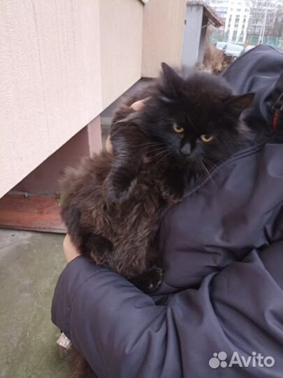 Кошка в добрые руки