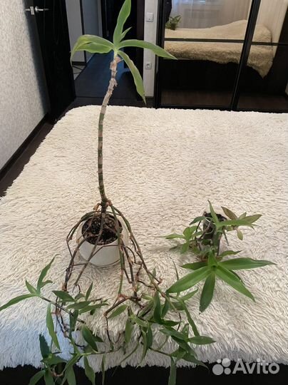 Цветок золотой ус