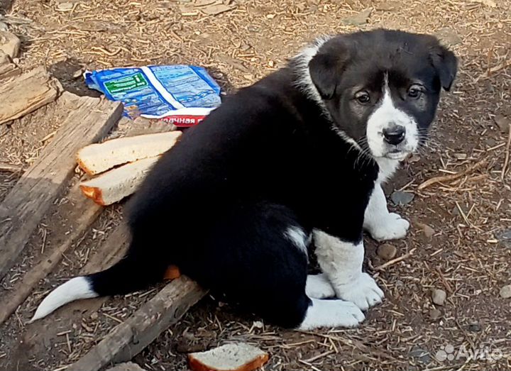 Щенок в добрые руки