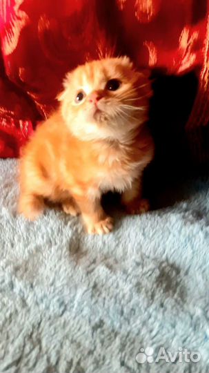 Шотландский котик