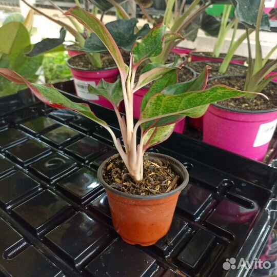 Аглаонема Аврора