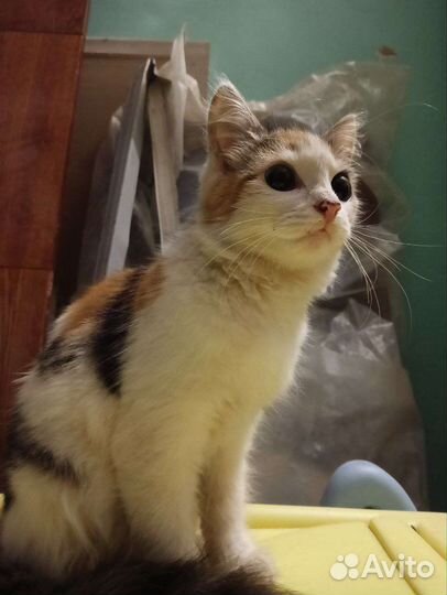 Котенка в добрые руки, девочка