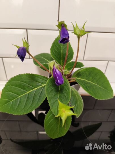 Глоксиния Тидея