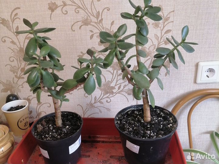 Толстянка, денежное дерево