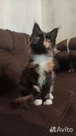 Котята мейн-кун