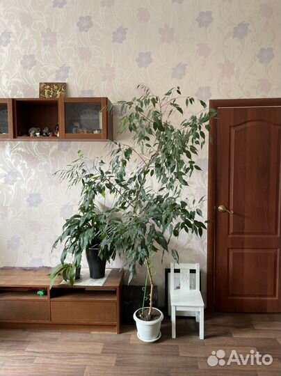 Фикус бенджамина большой