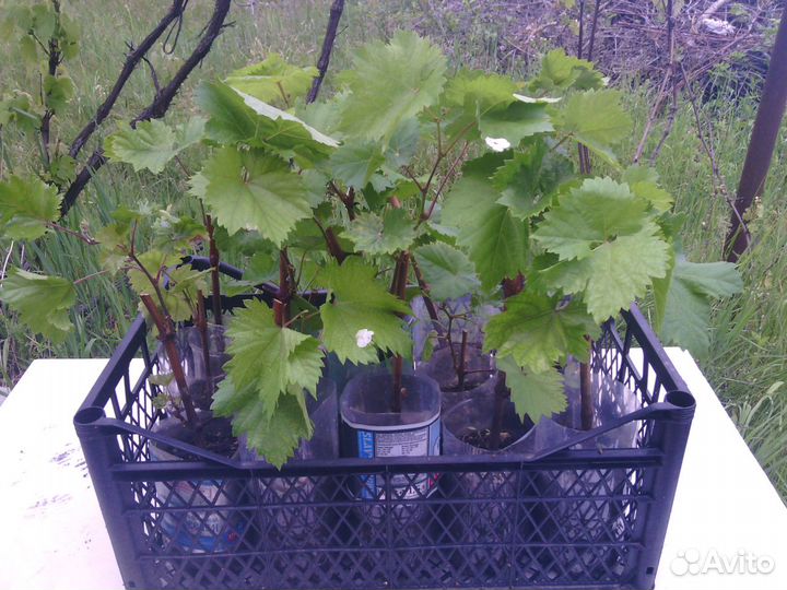 Саженцы винограда Молдова