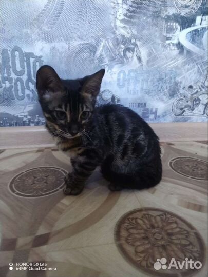 Бенгальский котик