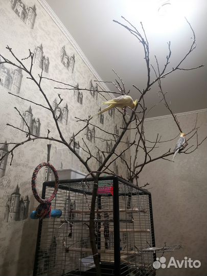 Попугай корелла