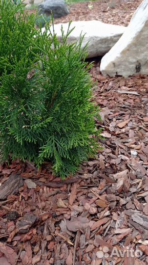 Кора лиственницы