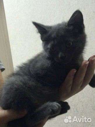 Отдам котенка