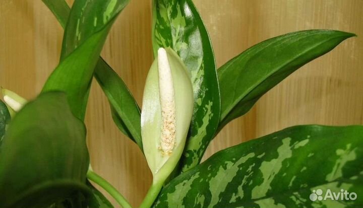 Аглаонема Сциндапсус Диффенбахия