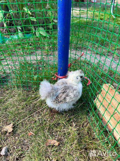 Инкубационное яйцо шелковых китайских курочек