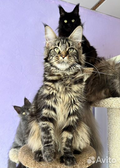 Мейн кун девочка