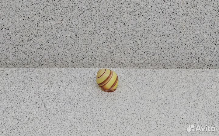 Ленд Снейл 2,1 морская ракушка раковина