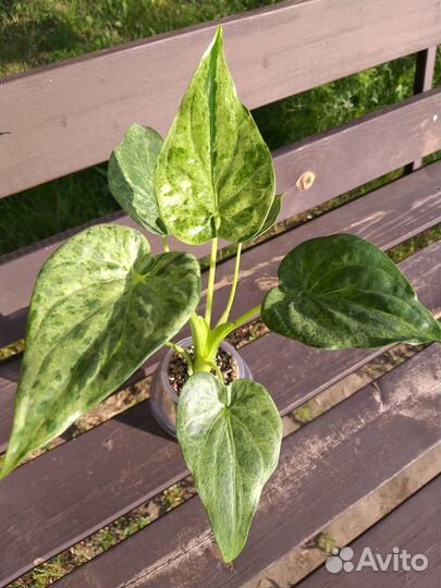 Алоказия (клубни) Кукулата Минт (вариегатная)