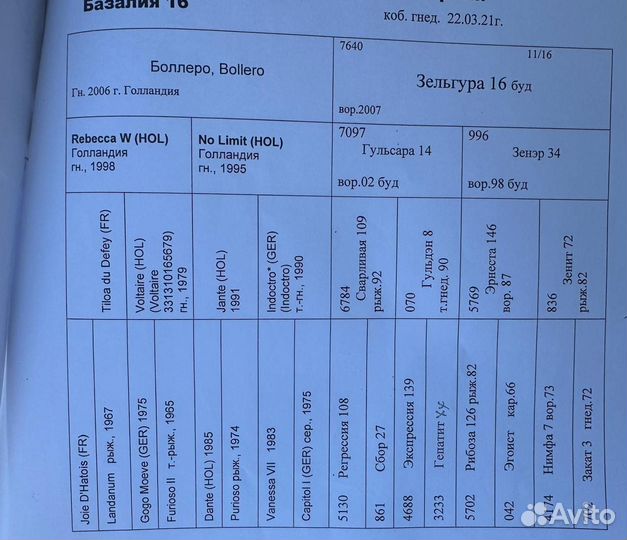 Молодая перспективная кобыла