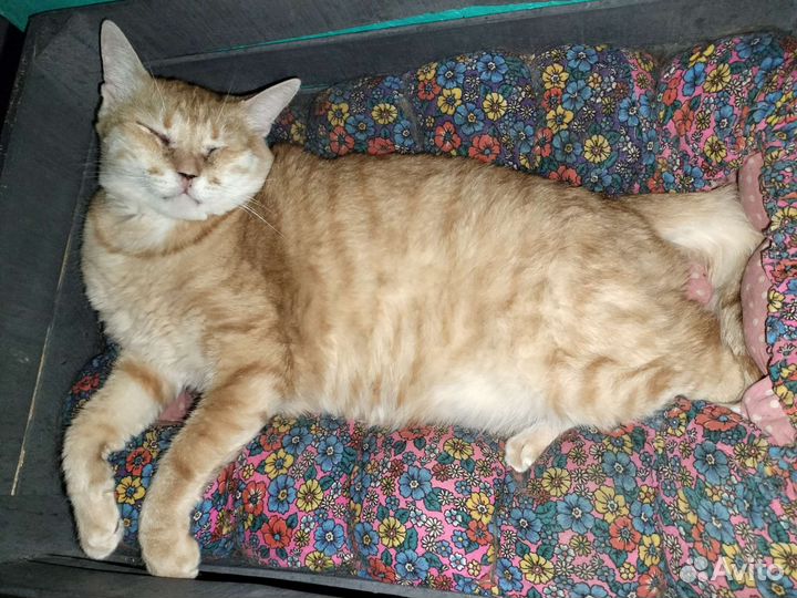 Частная передержка для животных