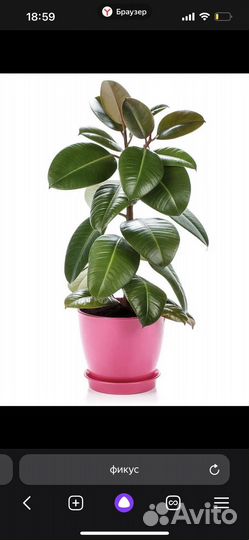 Фикус