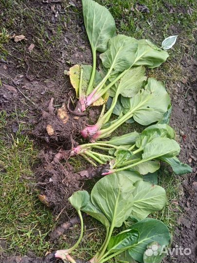 Многолетнее растение Бадан