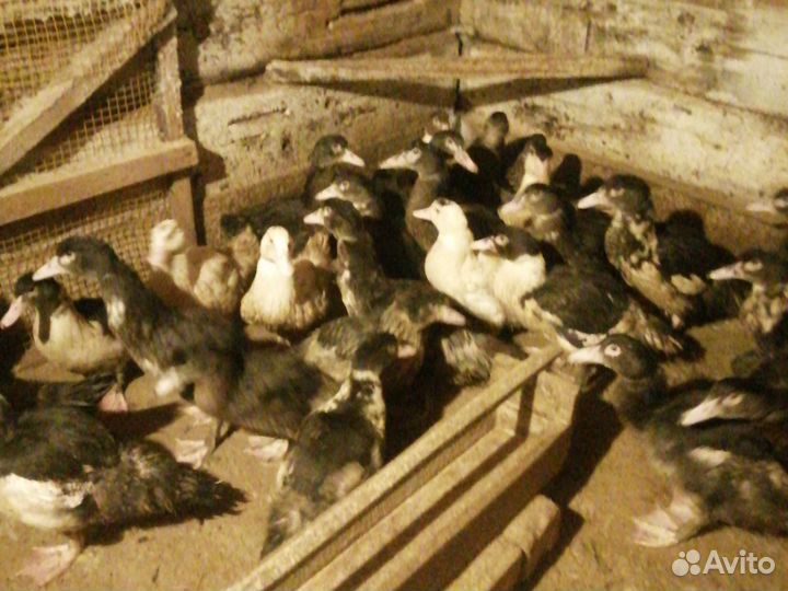 Утки селезни, индоутки