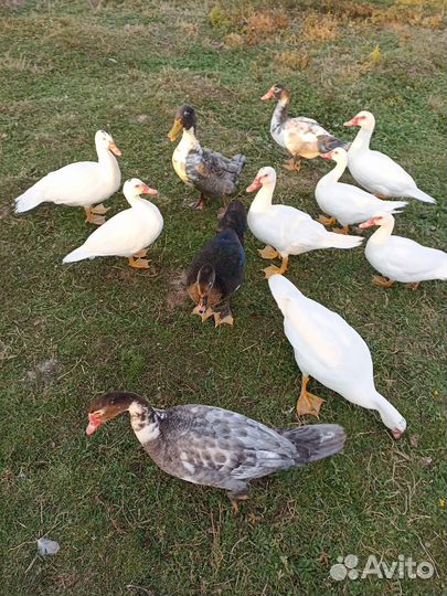 Индоутки шипуны или мускусные утки