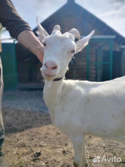 Коза дойная