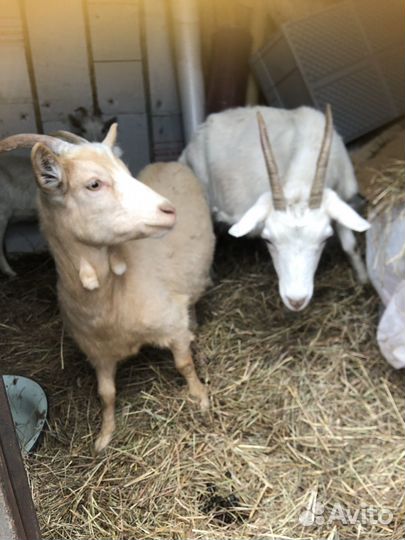 Зааненская коза