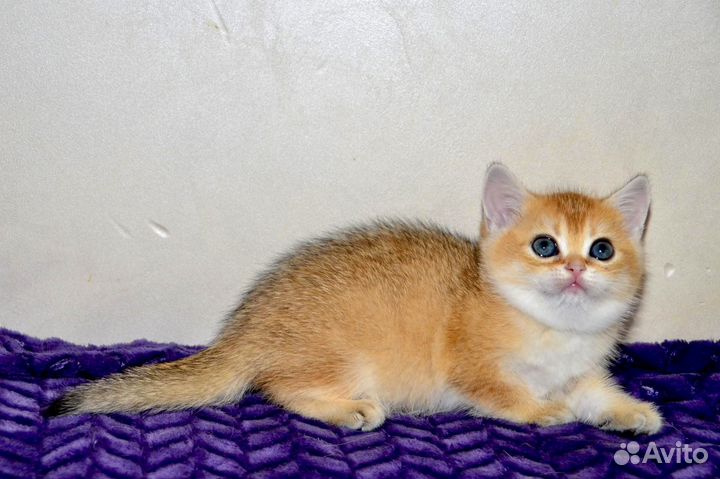 Шотландская девочка