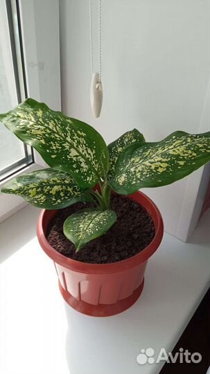 Диффенбахия