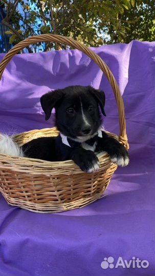 Щенок мальчик