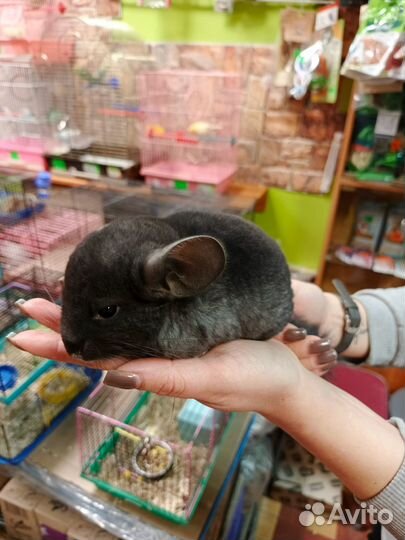 Шиншиленок