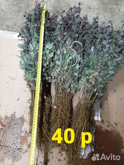 Подвой шиповник, алыча, жердела. Барбарис краснол