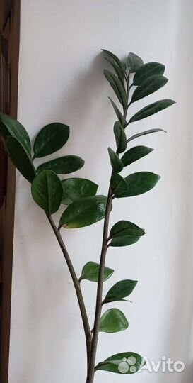 Замиокулькас