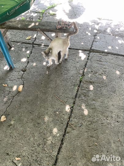 Отдам кота в добрые руки