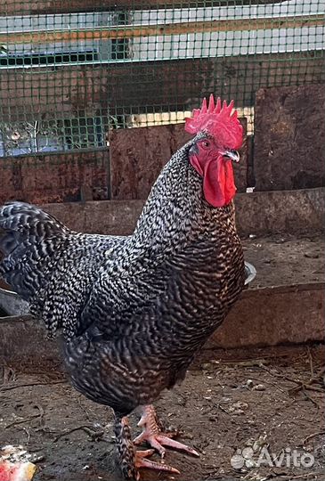 Петух породный