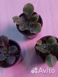 Детки фиалки