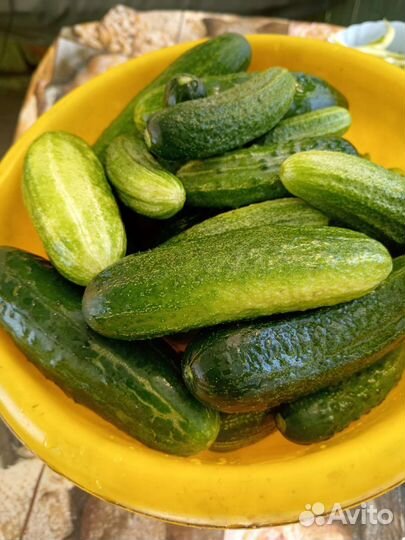 Огурцы свежие домашние