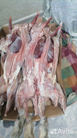 Муларды, куры, утки, гуси, цыплята,кролики,индейка