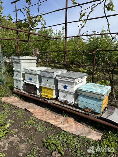 Продам ульи для пчел
