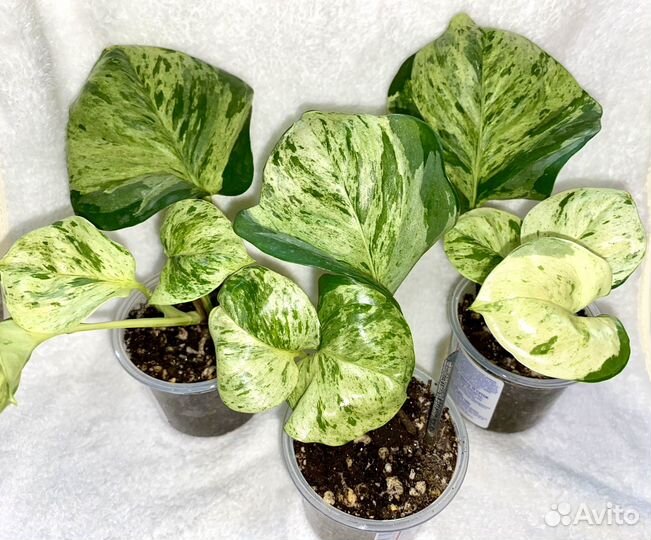 Эпипремнум марбл эппл (marble apple)