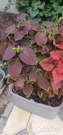 Продам цветы комнатные