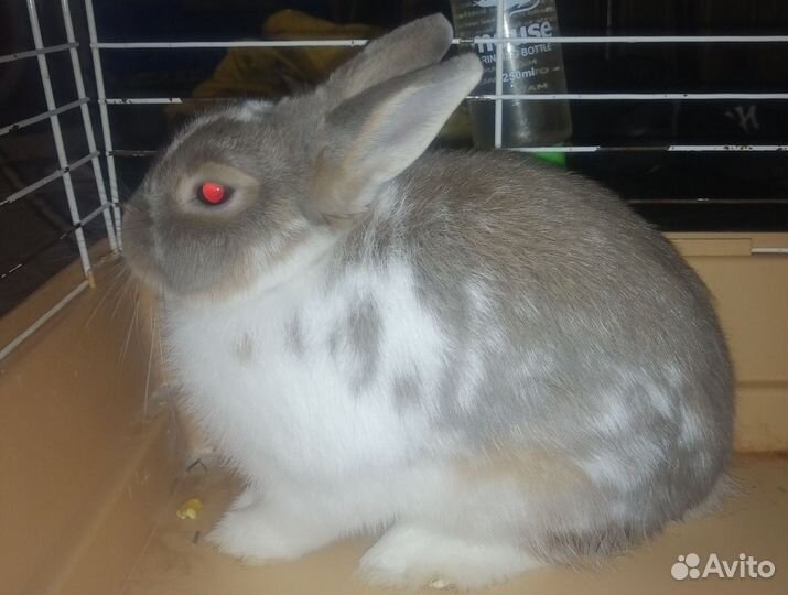 Декоративныйе крольчата