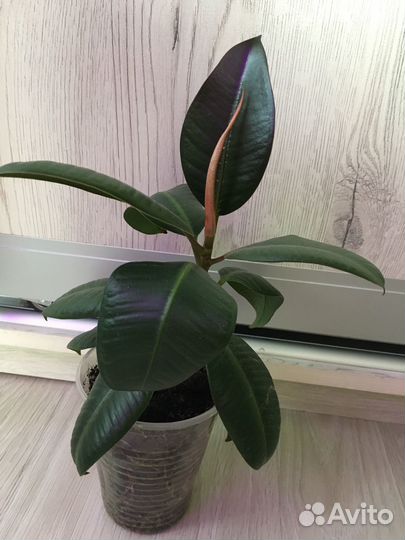 Филодендрон Атом