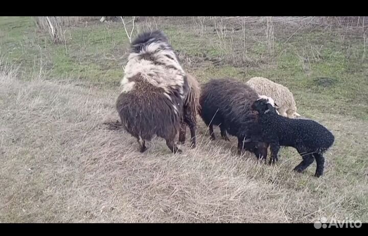 Баран, овца с ягнёнком, курдючные