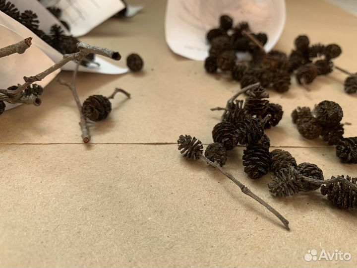 Ольховые шишки Маленькие шишечки ольхи