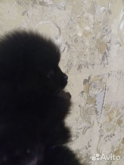 Померанский шпиц