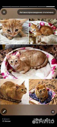 Кошки в добрые руки бесплатно